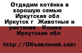 Отдадим котёнка в хорошую семью - Иркутская обл., Иркутск г. Животные и растения » Кошки   . Иркутская обл.
